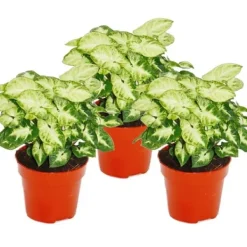 Best Syngonium Pixie, set om 3, lila påse Krukväxter Inomhus