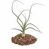 Best Tillandsia baileyi - förlorad växt Krukväxter Inomhus