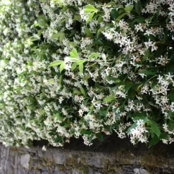 Sale Toskansk jasmin - Set om 6 - Trachelospermum jasminoides - Höjd 25-40cm - ⌀9cm Trädgårdsväxter