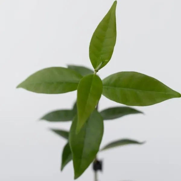 Sale Toskansk jasmin - Set om 6 - Trachelospermum jasminoides - Höjd 25-40cm - ⌀9cm Trädgårdsväxter
