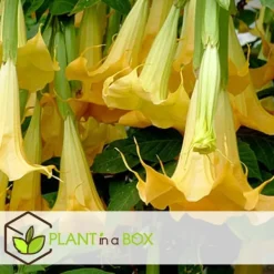 Outlet Trumpetblommor - Set om 3 - Brugmansia - Höjd 25-40cm - ⌀9cm Blommor