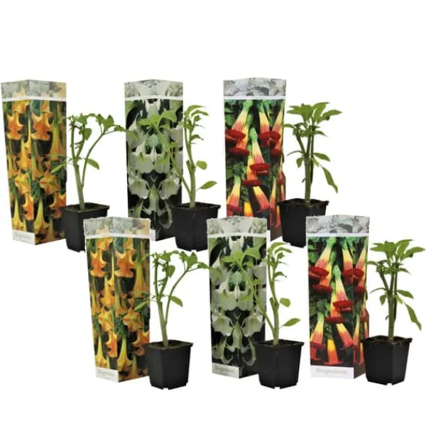 Online Trumpetblommor - Set om 6 - Brugmansia - Höjd 25-40cm - ⌀9cm Blommor