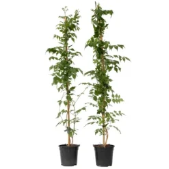 Online Trumpetvinda - Set om 2 - Campsis 'Mme Galen' - Höjd 110-120cm - ⌀17cm Trädgårdsväxter