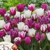 New Tulpanlökar - Set om 35 - Tulipa 'Pastel' - Blomlökar - Flerfärgad Fröer & Lökar