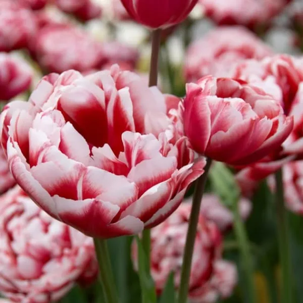 New Tulpanlökar - Sæt om 15 - Tulipa 'Drumline' - Blomlökar Fröer & Lökar