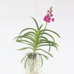 Vanda orkidé - Vanda 'Pink' - Höjd 55-65cm