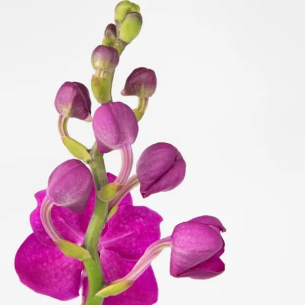 Vanda orkidé - Vanda 'Pink' - Höjd 55-65cm