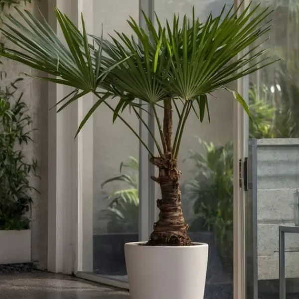 Väderkvarnspalm - Set om 2 - Trachycarpus Fortunei - Höjd 65-75cm - ⌀21cm