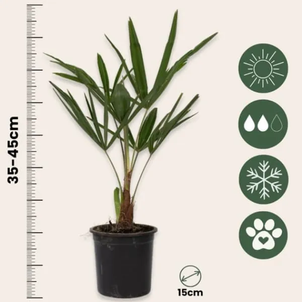 Väderkvarnspalm - Set om 2 - Trachycarpus Fortunei - Höjd 35-45cm - ⌀15cm