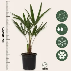 Väderkvarnspalm - Trachycarpus Fortunei - Höjd 35-45cm - ⌀15cm
