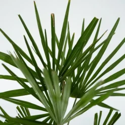 Väderkvarnspalm - Trachycarpus Fortunei - Höjd 35-45cm - ⌀15cm
