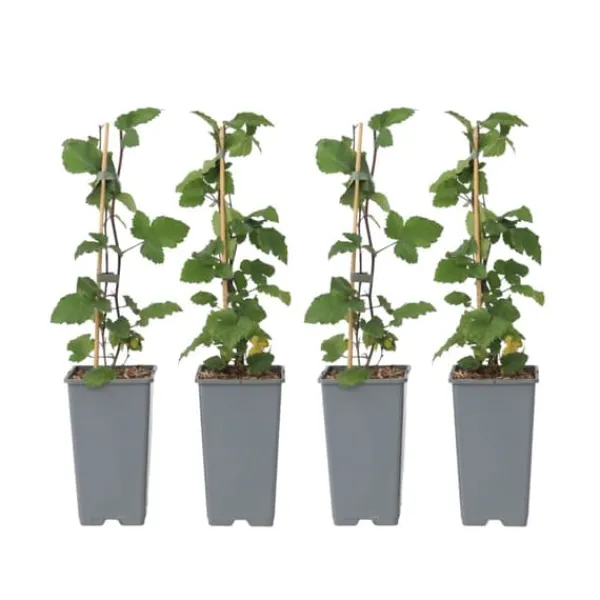 Vinbärsväxt - Set om 4 - Ribes rubrum 'Jonkheer van Tets' - Höjd 50-60cm - ⌀15cm