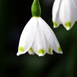 Vintergäck - Set om 40 - Leucojum aestivium - Blomlökar - Vit