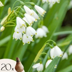 Outlet Vintergäck - Set om 20 - Leucojum aestivium - Blomlökar - Vit Fröer & Lökar