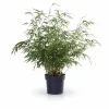 Clearance 4x Bambu Fargesia Rufa 60 cm i Kruka Ø19 cm Trädgårdsväxter