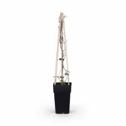 Hot 3x Clematis Jackmanii 65 cm - Krukstorlek Ø15 cm Trädgårdsväxter