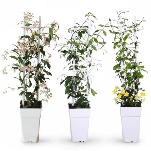Best 3x Trachelospermum Mix - Klätterväxter 65 cm, Kruka Ø15 cm Trädgårdsväxter