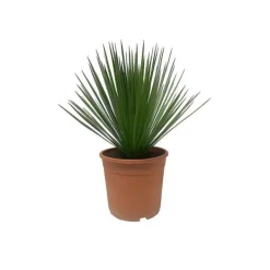 Yucca Rostrata - kruka 24cm höjd 60cm Krukväxter Inomhus