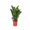 Outlet Zamioculcas Zamiifolia Krukväxt Ø21 cm Höjd ca 95 cm Krukväxter Inomhus